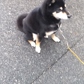 マネキンチャレンジおしい！の画像