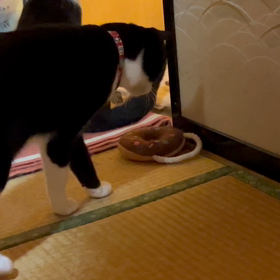 前から落ちてたよ〜の画像