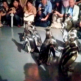 ぺんぎんさん＠ぺたぺたぺたーの画像