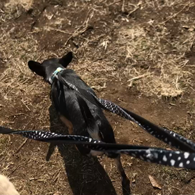 ♪お散歩動画♪代々木公園♪の画像