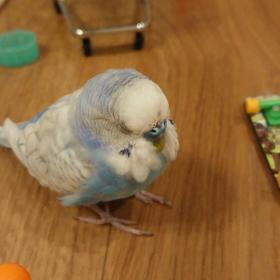 お昼寝、寝言でワン❤️の画像