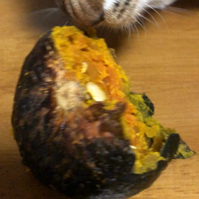 カボチャ猫…みんなの動物園！の画像