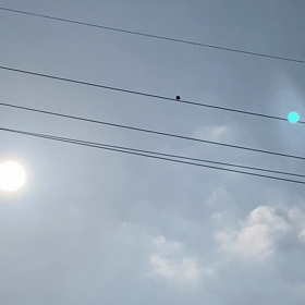 ことりのうたの画像