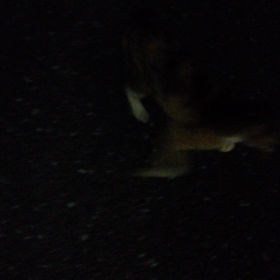 新入りちゃんの画像