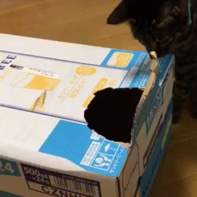 ８５日目 オールフリーの画像