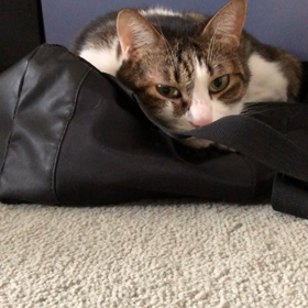 旅行を計画するのは楽しいけど…いろいろ心配！眠いにゃ…の画像