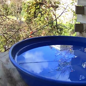 すぎぴたんの事件簿シーズン3　140話（黄昏ヤマガラ）の画像