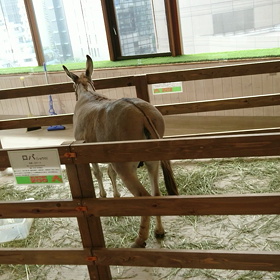 動物たちの画像