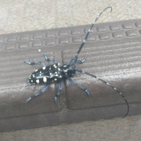 カミキリ！の画像