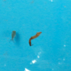 日本オランダ孵化36日目の画像