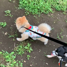 7月9日9わんこと1時間遠足  代々木公園の画像