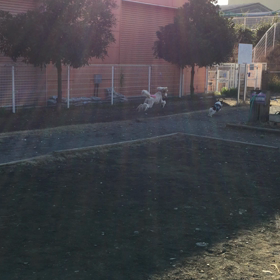 ホームセンターのドックランにての画像