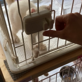 いただきまーしゅ！！！の画像