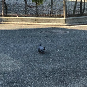 手負いの鳩の画像