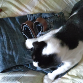 ジーンズに戦いを挑む小判の画像