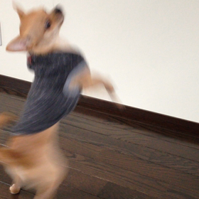 クルクルの画像