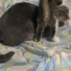 子猫の名前はミーミーの画像