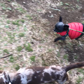 ♪お散歩動画♪代々木公園♪3/2②の画像