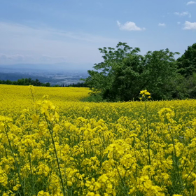 ☆菜の花畑☆の画像