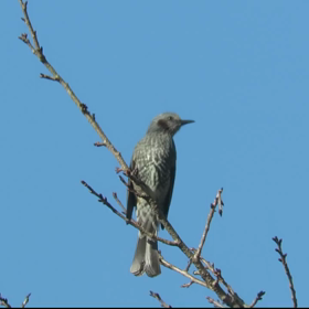 すぎぴたんの事件簿　シーズン２　１４３話（警戒ヒヨドリ）の画像