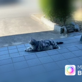 タマ、動くの画像