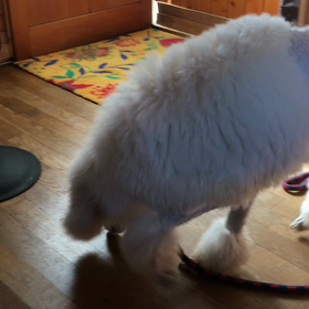 お利口に待っていました。の画像