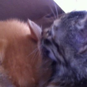 今日のにゃんこ☆の画像