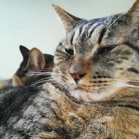 シマシマーズ動画二本立ての画像