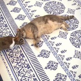 ぺしっ♡の画像