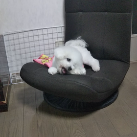 今日のはなちゃん507、モモちゃん463の画像