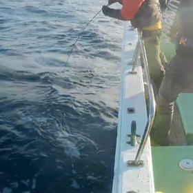 キハダヒット〜の画像