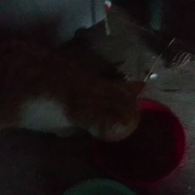 娘から猫の日って聞いたけど本当？””の画像