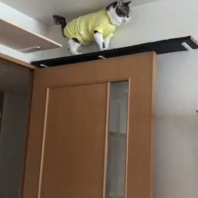 仕事増し増しでお風呂だけ！今朝の追いかけっこにゃんずの続きがあった！の画像