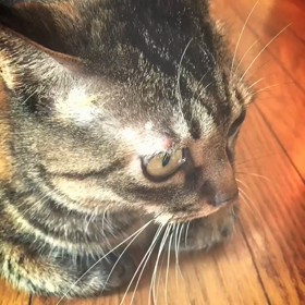 きょうのおしゃしん？？の画像