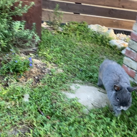 RBガーデン便りの画像