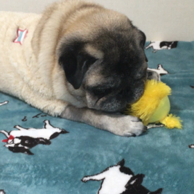 パグが選んだもの。の画像