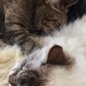 献身的な老猫の愛の画像