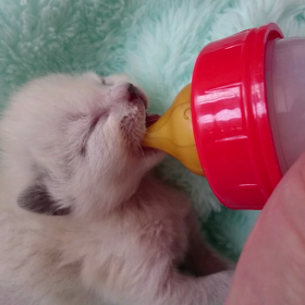 おいしんぼ～シューくん動画の画像