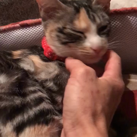 咲良ちゃん❤️の画像