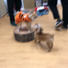 かなりレア動画。の画像