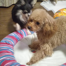 ベルvsてんの画像