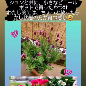 放ったらかしの方がの画像