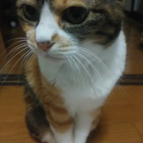 こももさん動画の画像