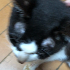 まるちゃん2の画像