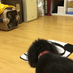 プリン編。の画像