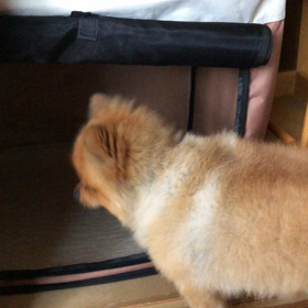 隠しててもバレバレの画像