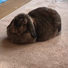 お昼寝たいむや〜の画像