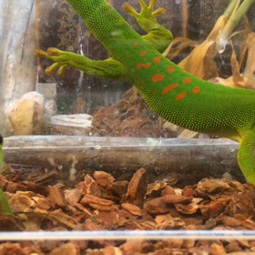 ヤモリは鳴きますの画像