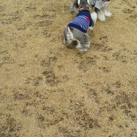 愛しいすぎの画像