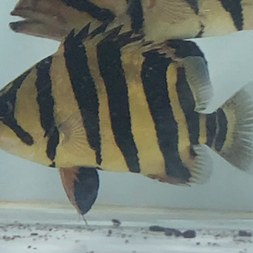 真っ黄色なスマトラタイガー入荷！の画像